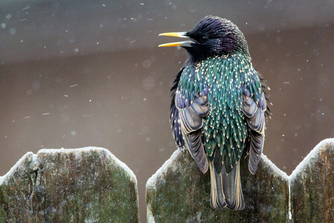 Starling sitting on a fence