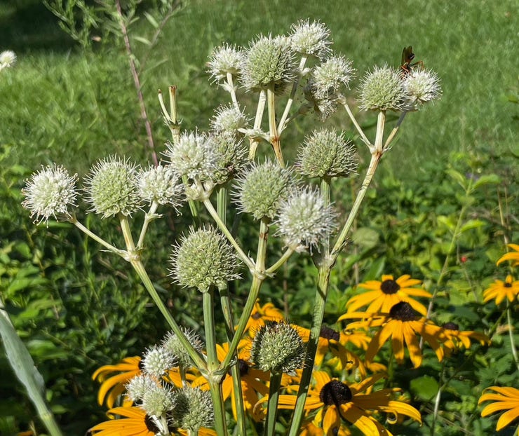 rattlesnake master and black-eyed susans from last summer--sigh