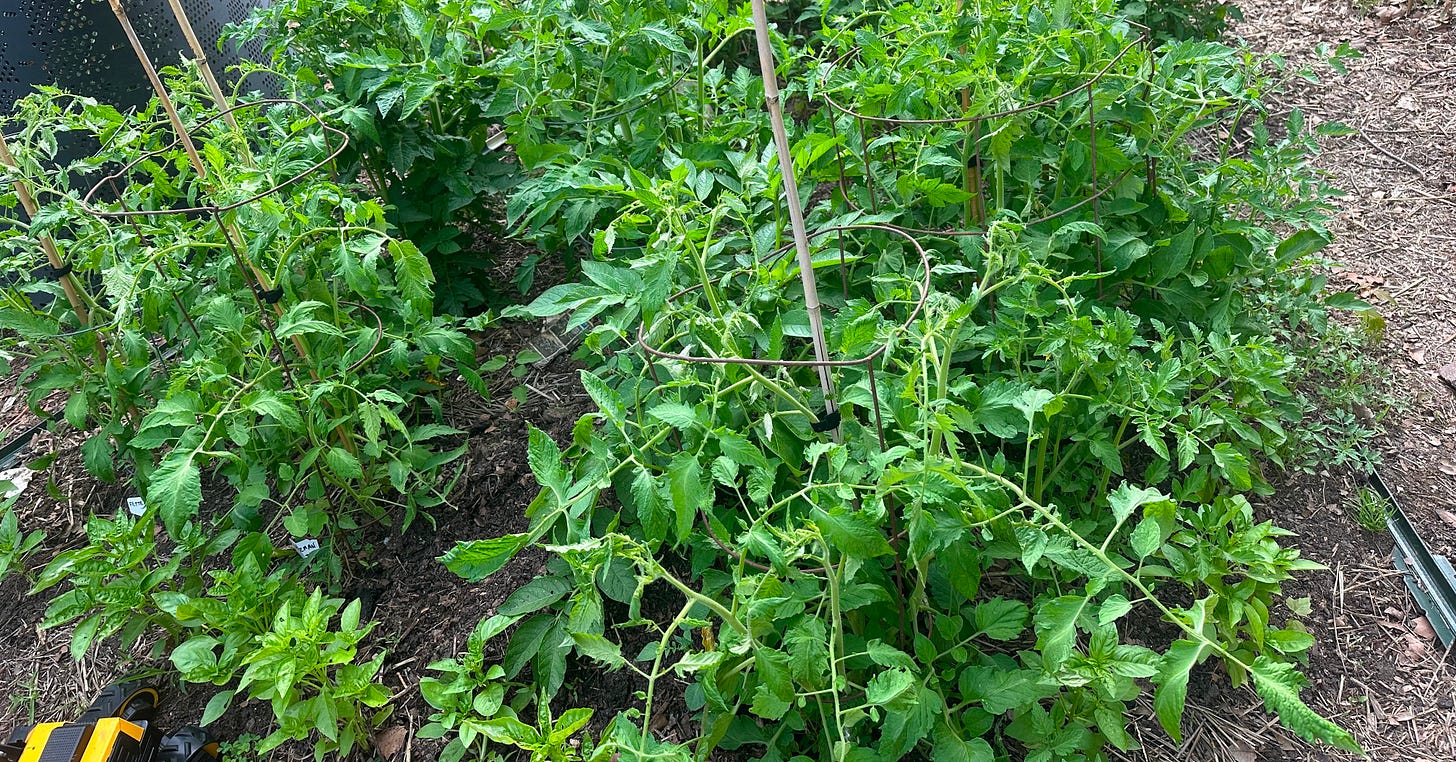 tomatoes