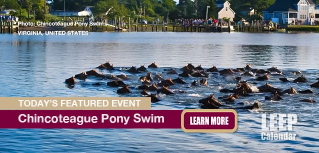 Ponies swim the channel each year for healthcare and to cull the herd—photo from the Chincoteague Pony Swim.