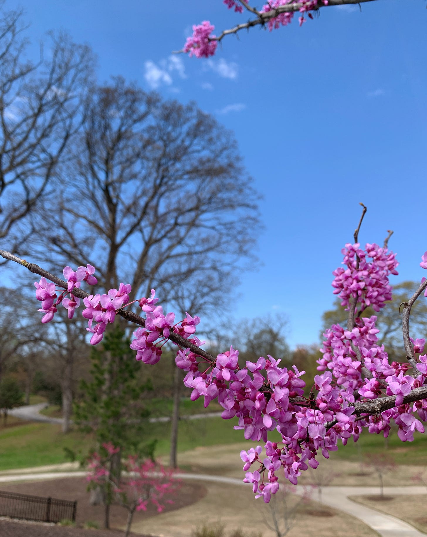 Redbud branches on a bright, sunny day at a park. The sky is bright blue and almost cloudless.