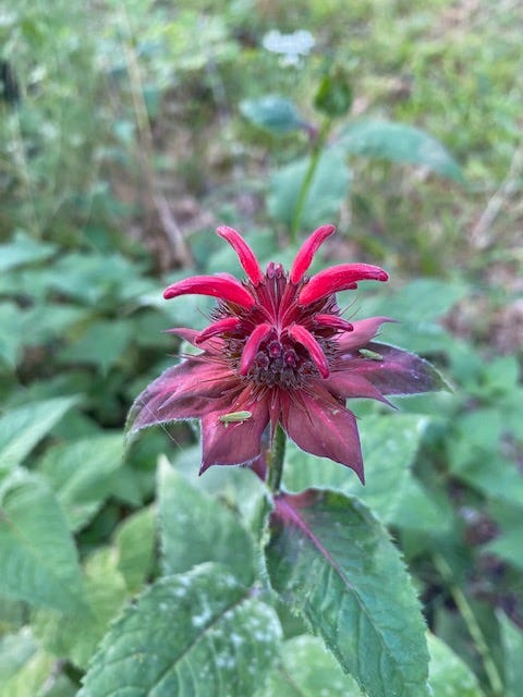 Scarlet beebalm bloom