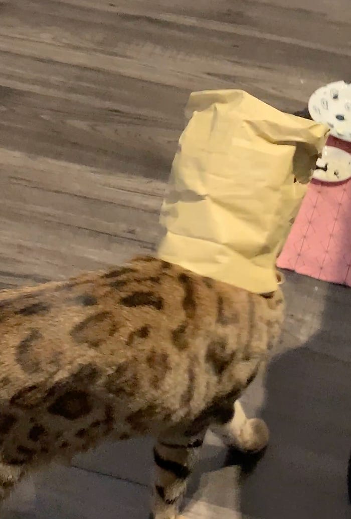 A cat wearing a paper bag