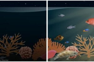 Illustration showing the difference between natural and artificial light at night on a coral reef