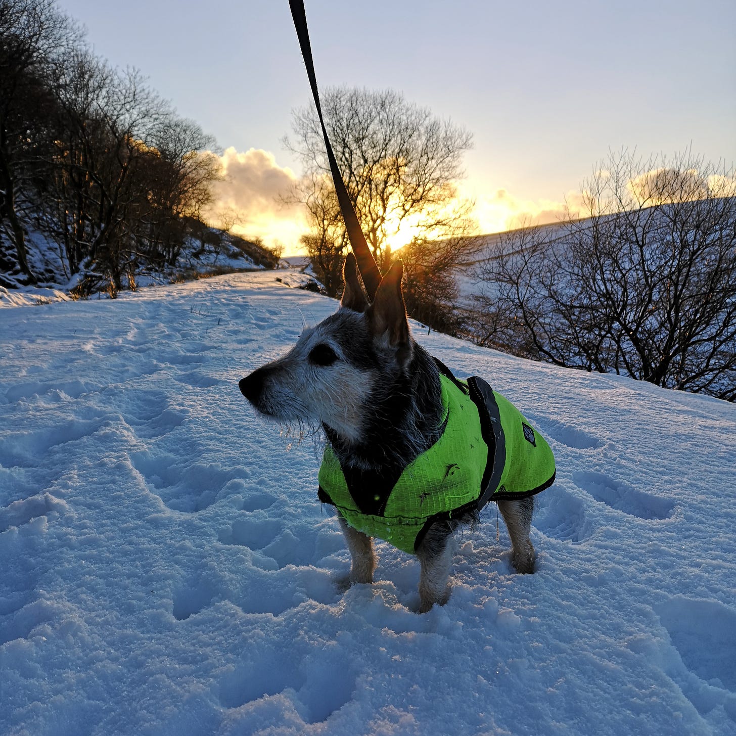 Jack the scruffy terrier is standing in the snow, wearing his neon green jacket. The sun is setting behind him, silhouetting the bare winter trees but casting a beautiful light across the snow covered footpath