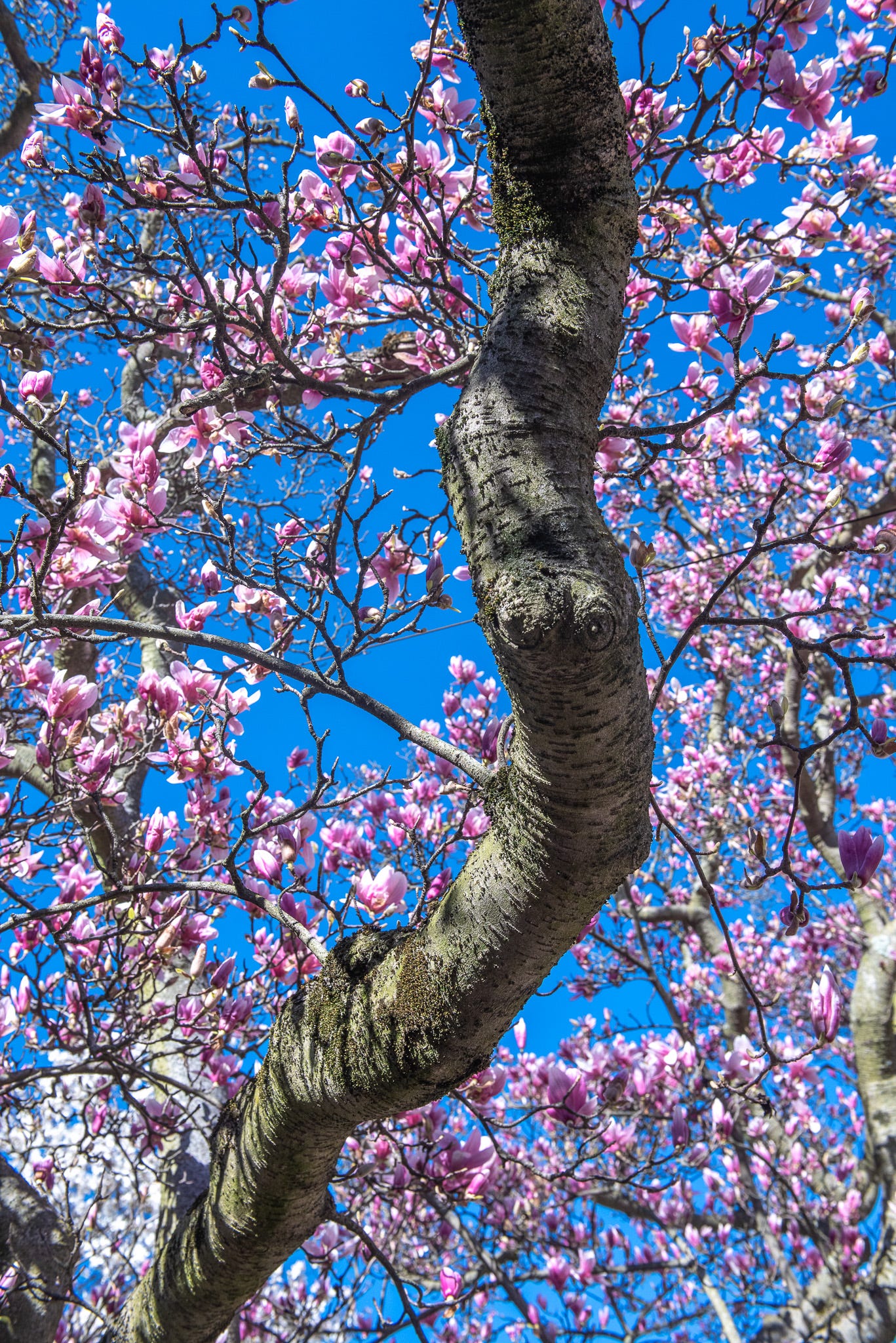 ID: Winding magnolia branch with abundant pink flowers