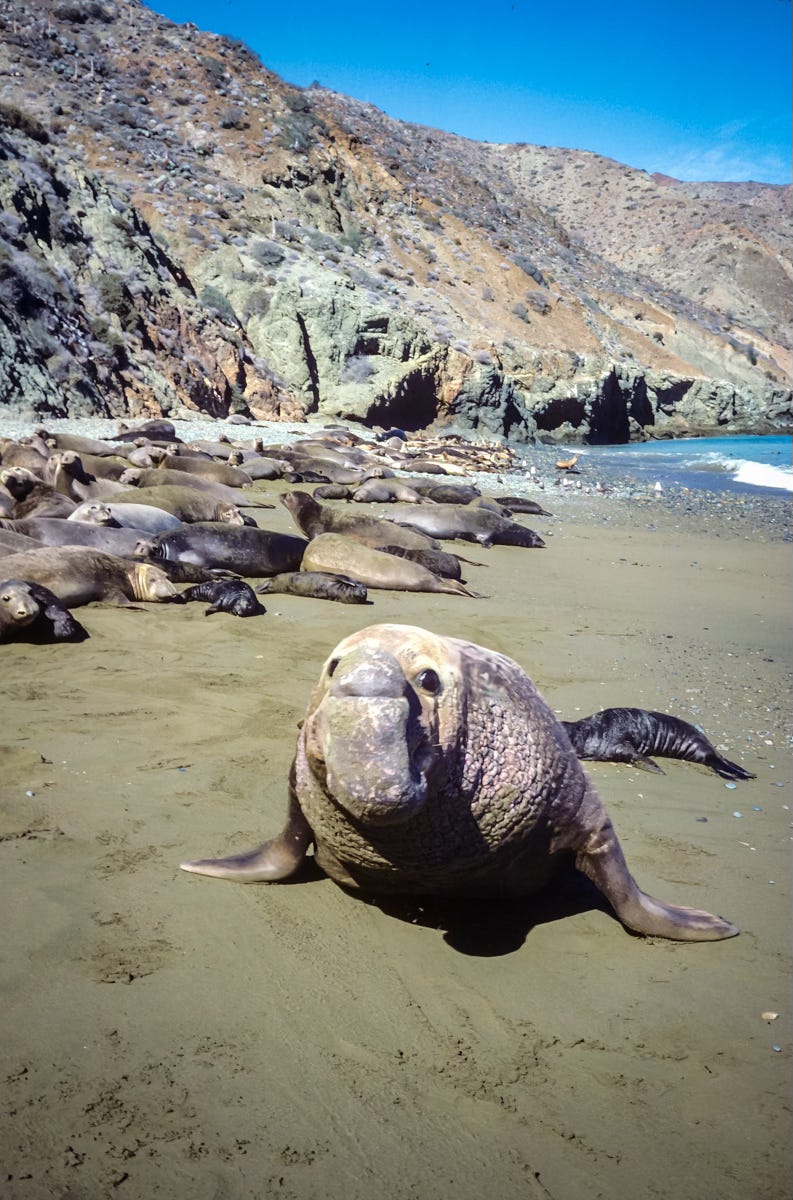 Elephant Seals, Isla de Cedros, Baja California, Mexico