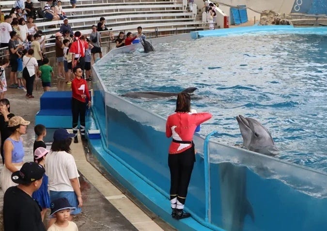 Dolphins at Farglory Ocean Park in Hualien. (CNA photo)