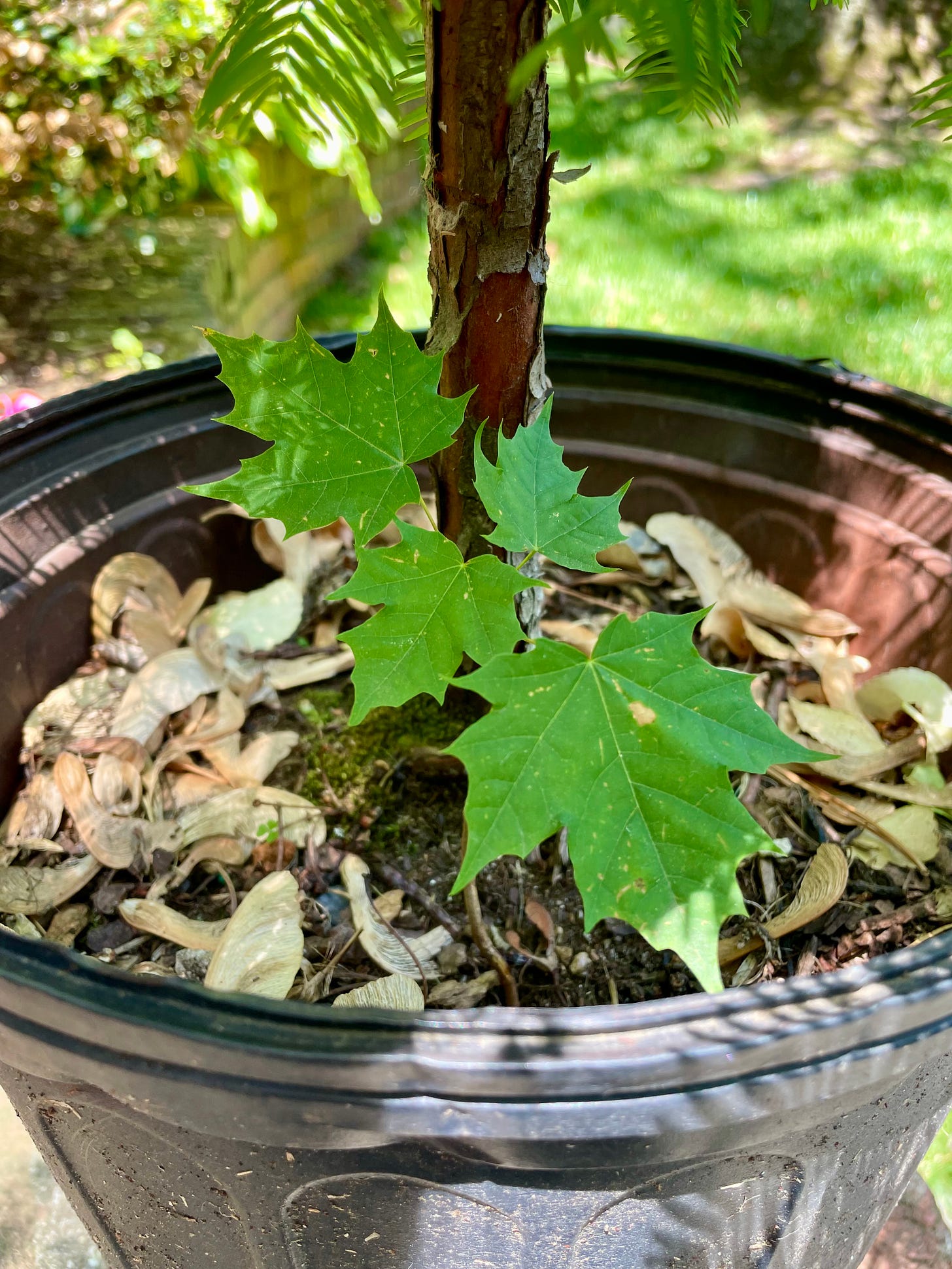 ID: Silver maple seedling growing out of dawn redwood pot