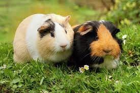 Male and female guinea pigs – all you need to know | Supreme Petfoods