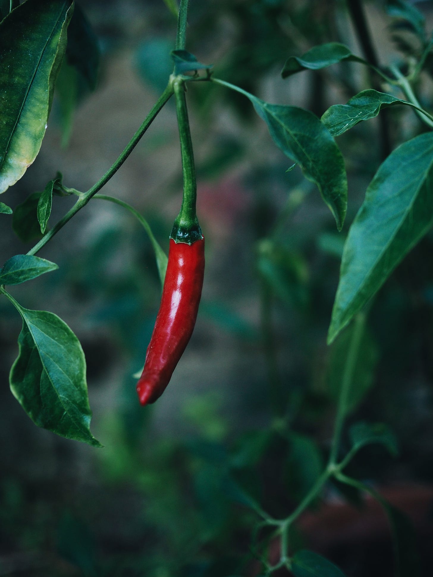 Long Thai chillies