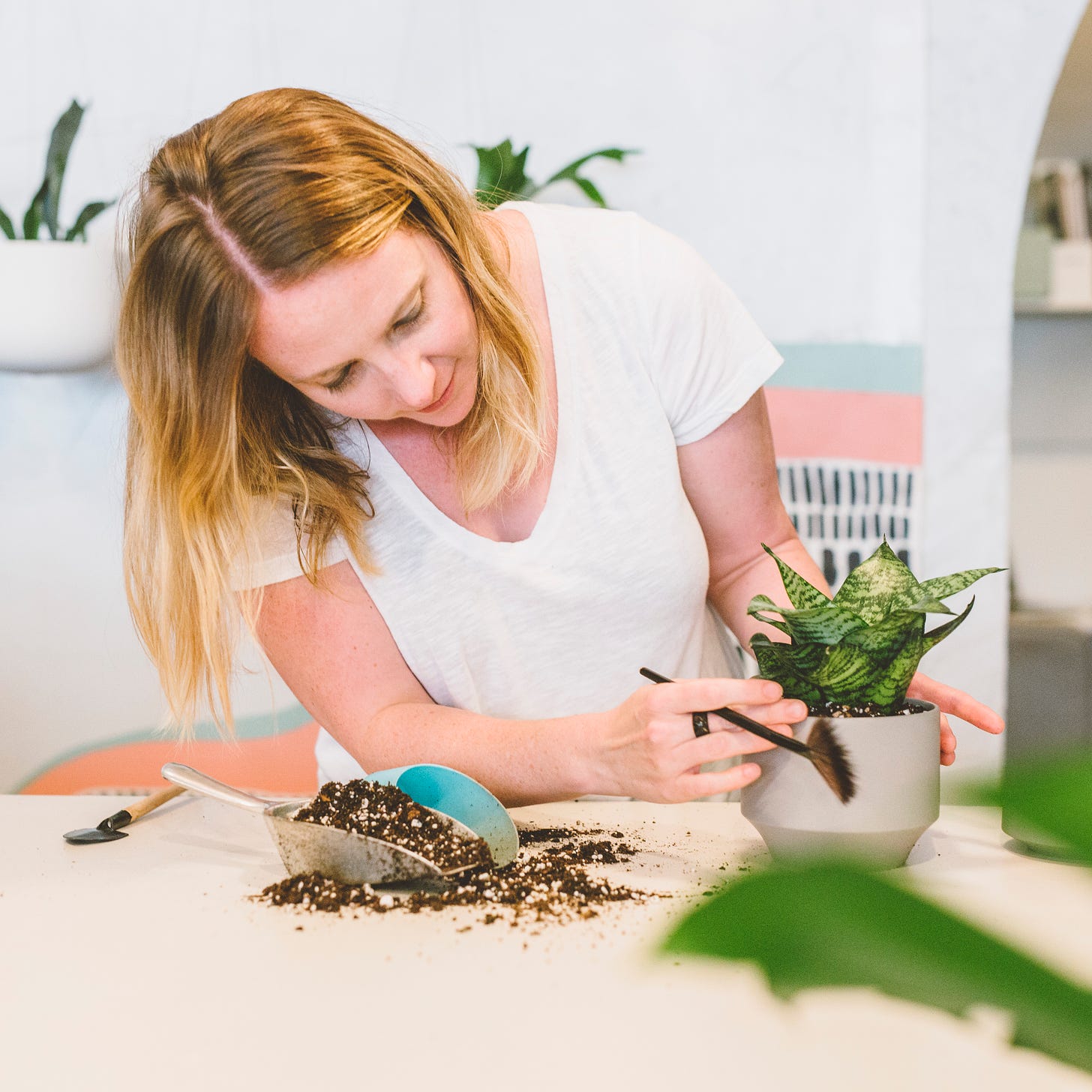 woman holding a snake plant in a gray ceramic pot, dirt is on the counter surface where she is working