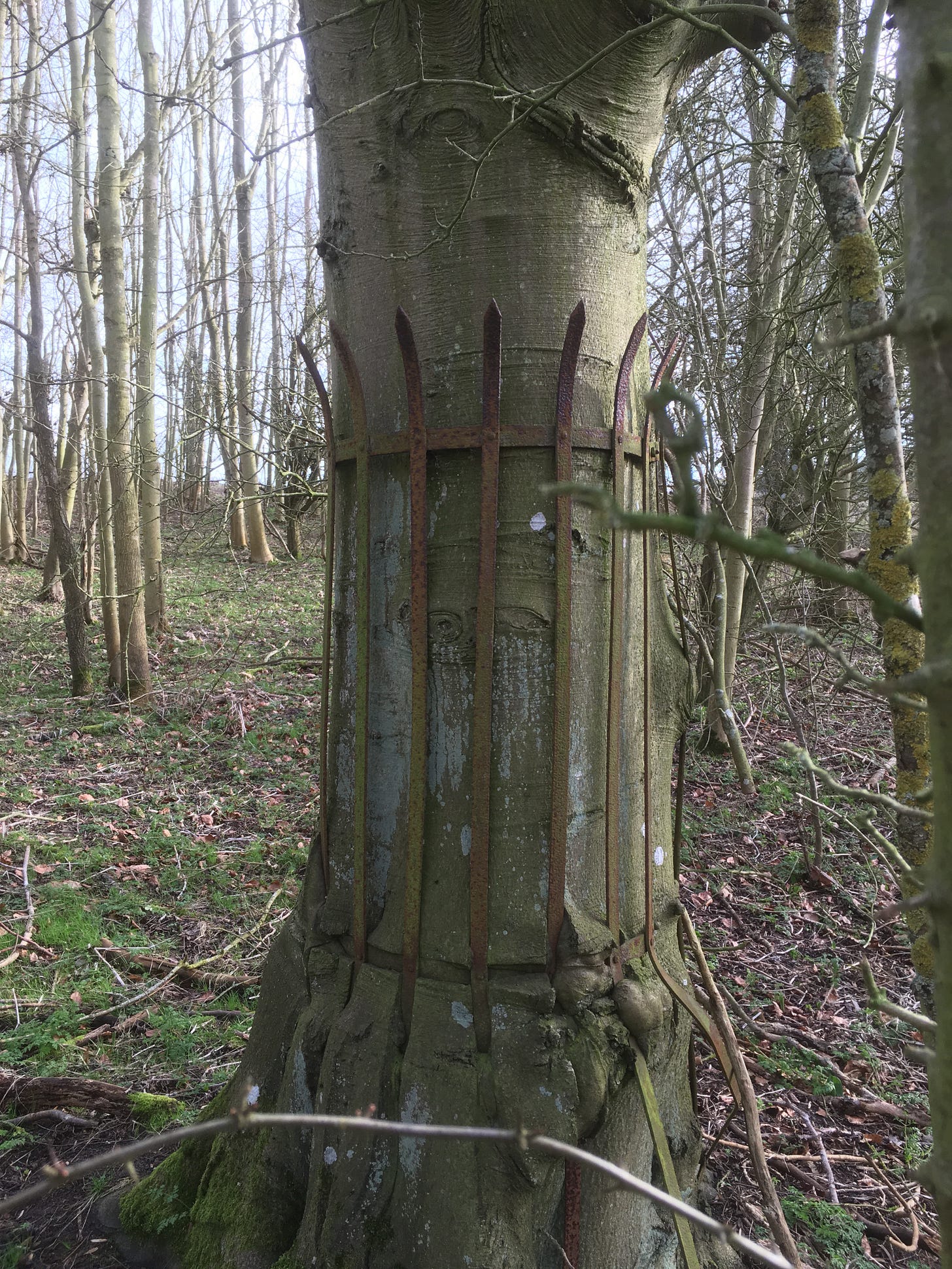 A beech tree encapsulated in a rusting tree guard that should have been removed long ago, set in a thin woodland.