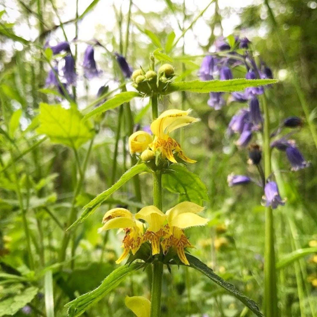 Sarah Rhodes, known as Spiralling_Oxford on Instagram, says: The bluebells are almost over for another year but we spotted these lovely yellow archangel flowers dotted through the woodland floor yesterday afternoon on Shotover. 