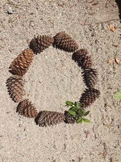 Cones gathered under the pines at Meher Center in May.