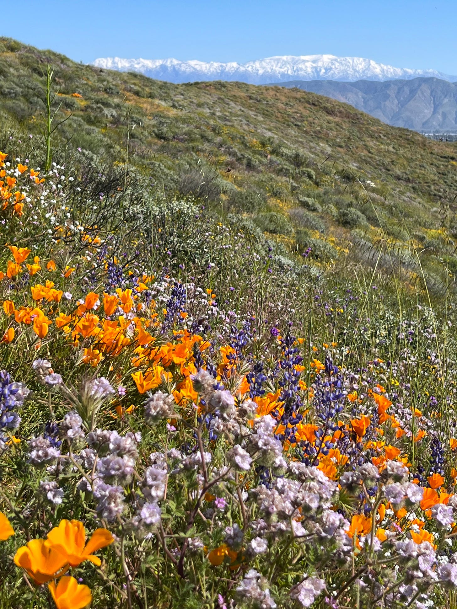 A mountain with orange purple and white wildflowers. 