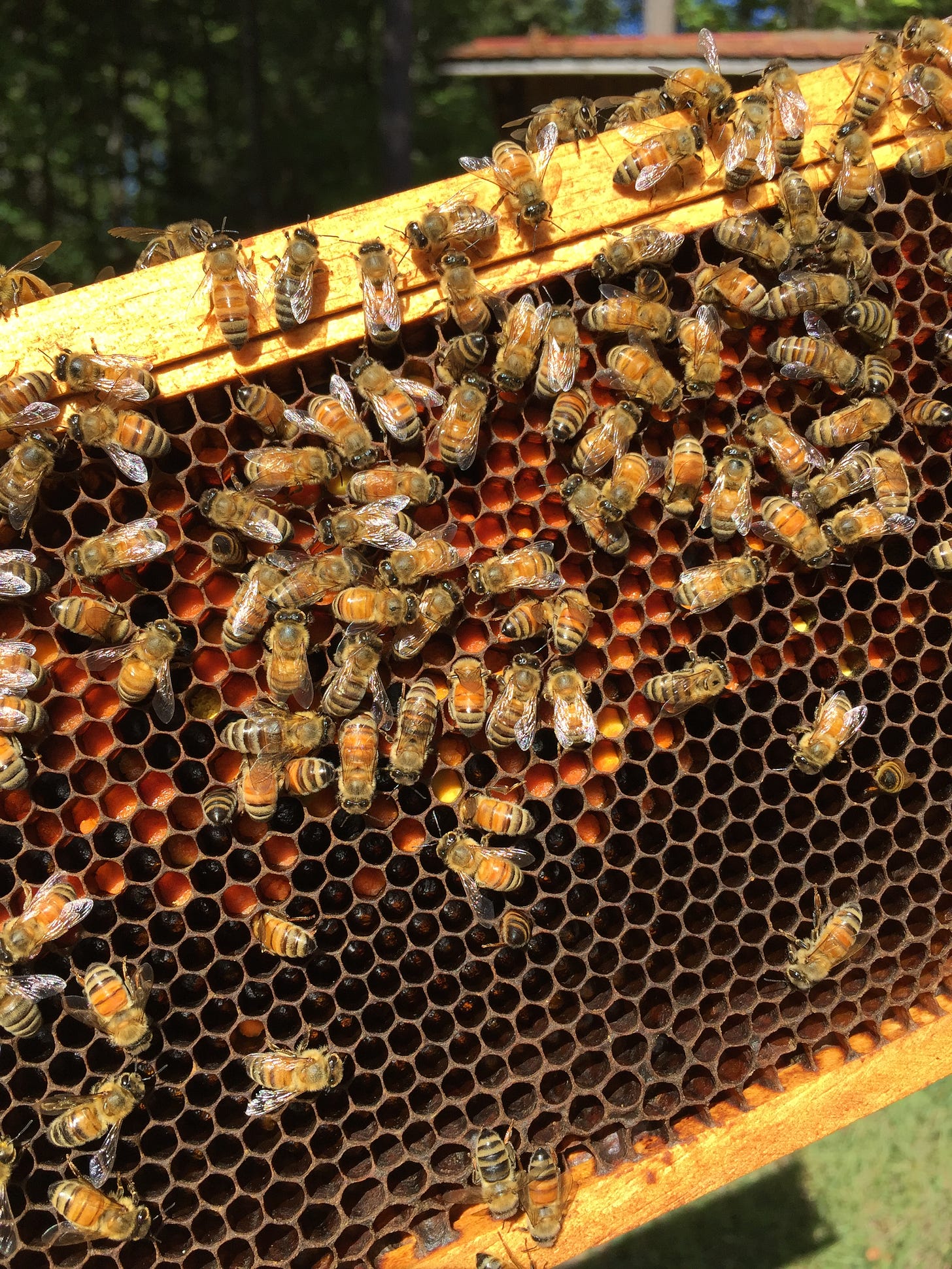 honey bees on dark comb partially filled with orange pollen