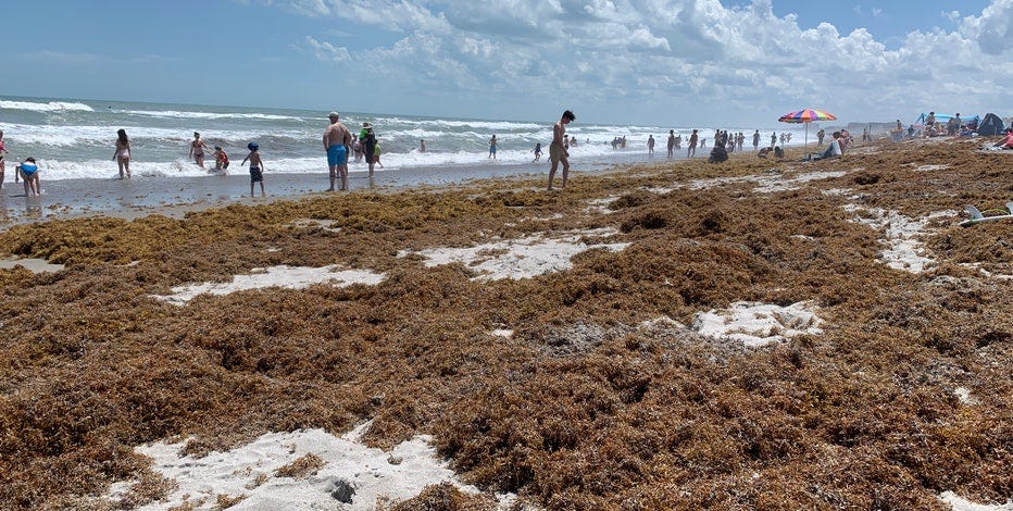 Massive sargassum seaweed covers Central Florida beaches | FOX 35 Orlando