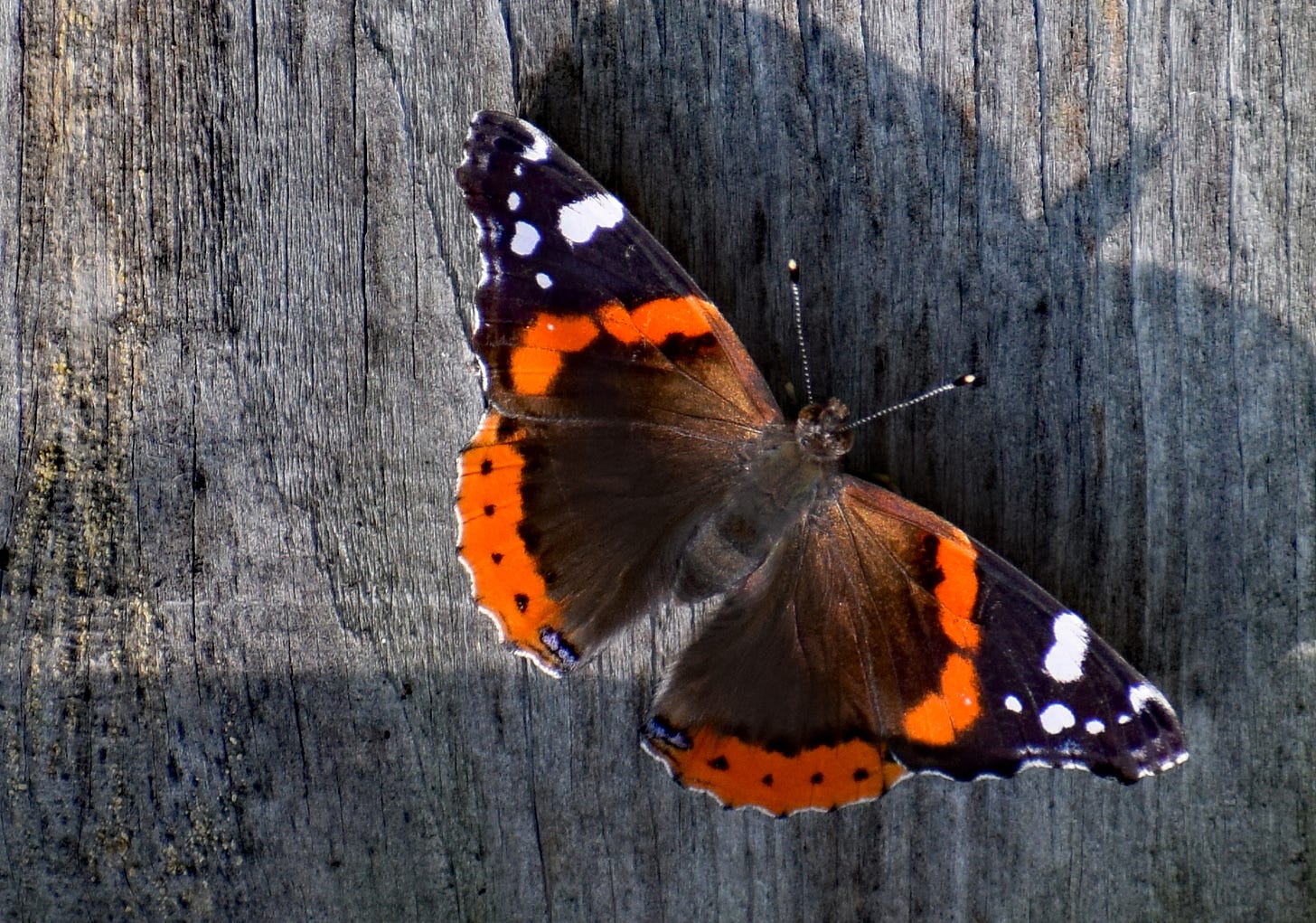 A red admiral butterfly