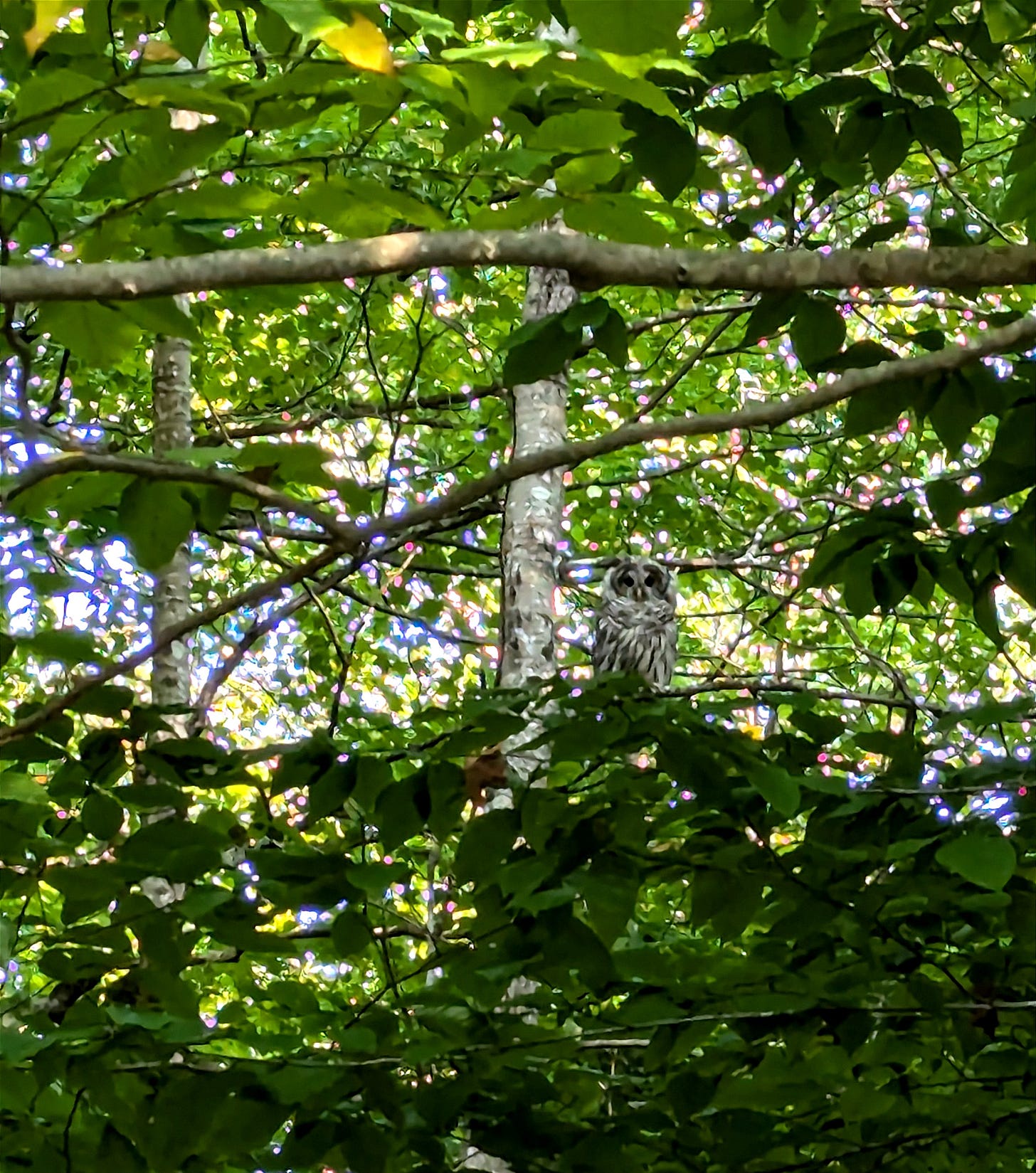 A barred owl perched on a branch in a lush green forest. The owl is surrounded by dense foliage, with sunlight filtering through the leaves, creating a vibrant, natural setting. A barred owl perched on a branch in a lush green forest. The owl is surrounded by dense foliage, with sunlight filtering through the leaves, creating a vibrant, natural setting.