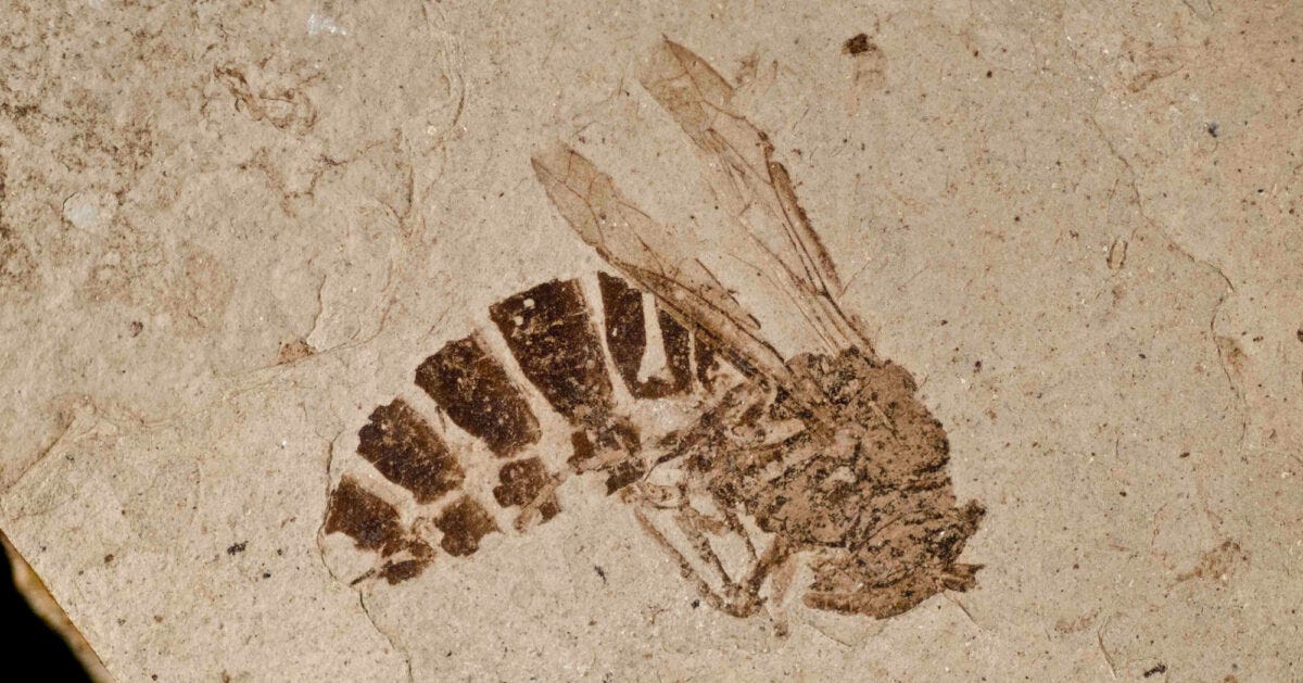 Photo showing a lateral (side) view of a relatively complete fossil yellow jacket.