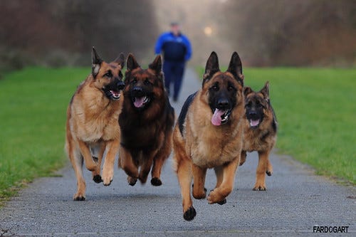 gudu ngiseng blog: images of dogs running