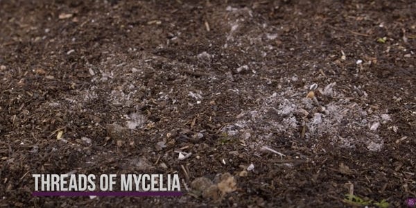 Threads of mycelia