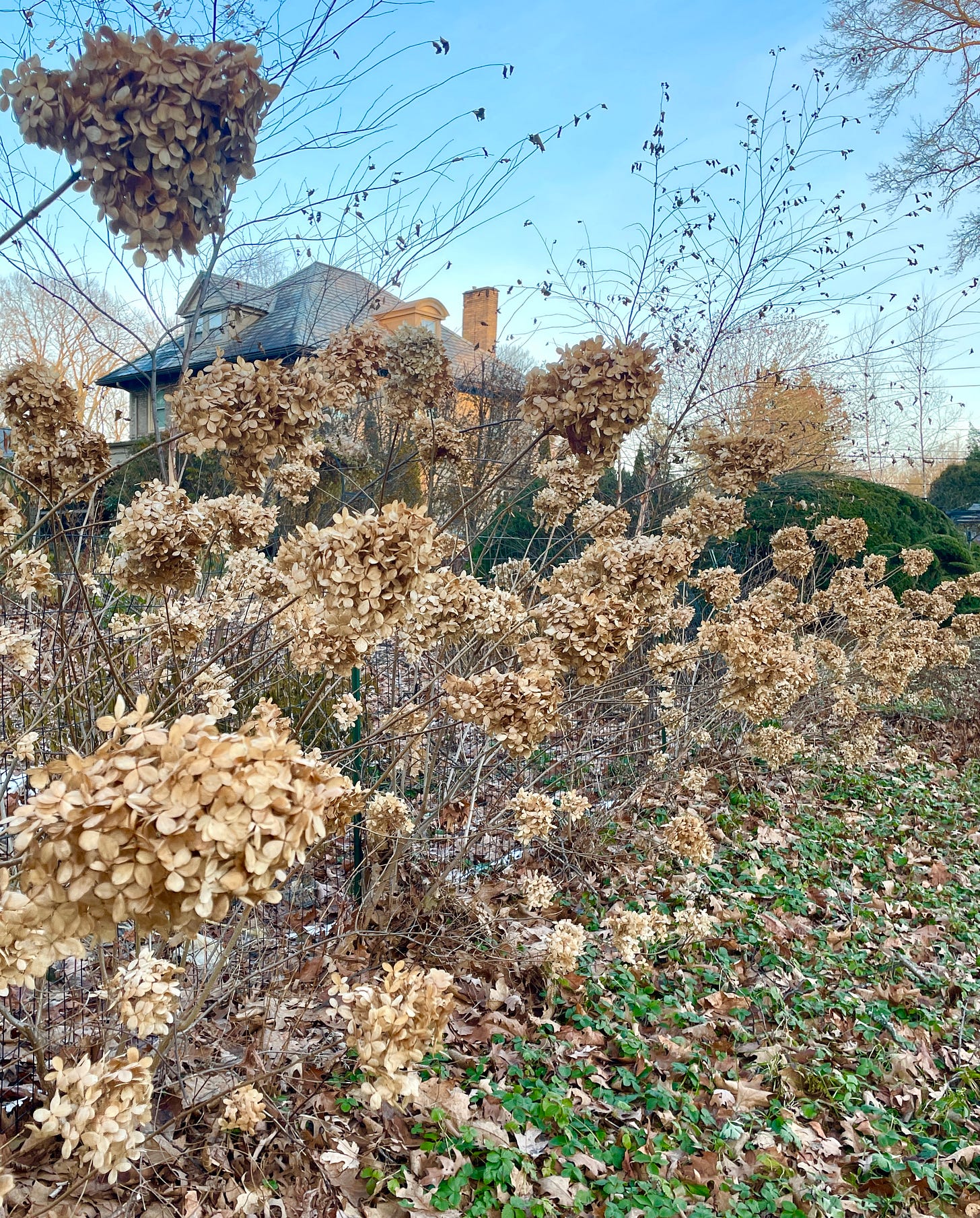 Our Hydrangea ‘Limelight’ hedge looks good until spring, especially with native Wild Strawberry (Fragaria virginiana) as a ground cover near the road. 