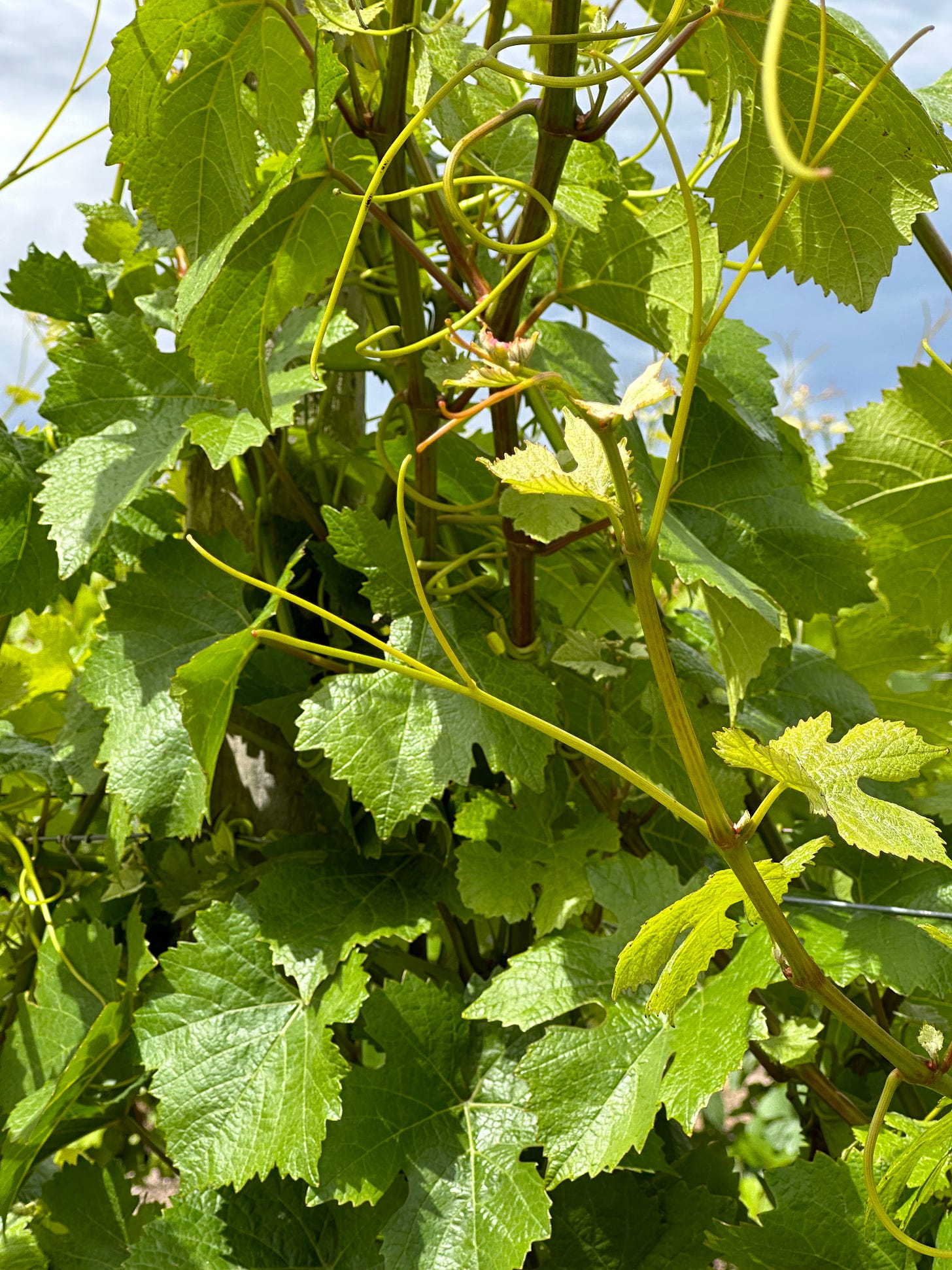 vines without grapes in vineyard