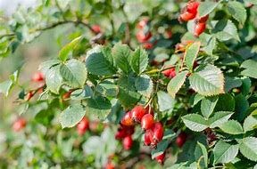Image result for rosehip bush