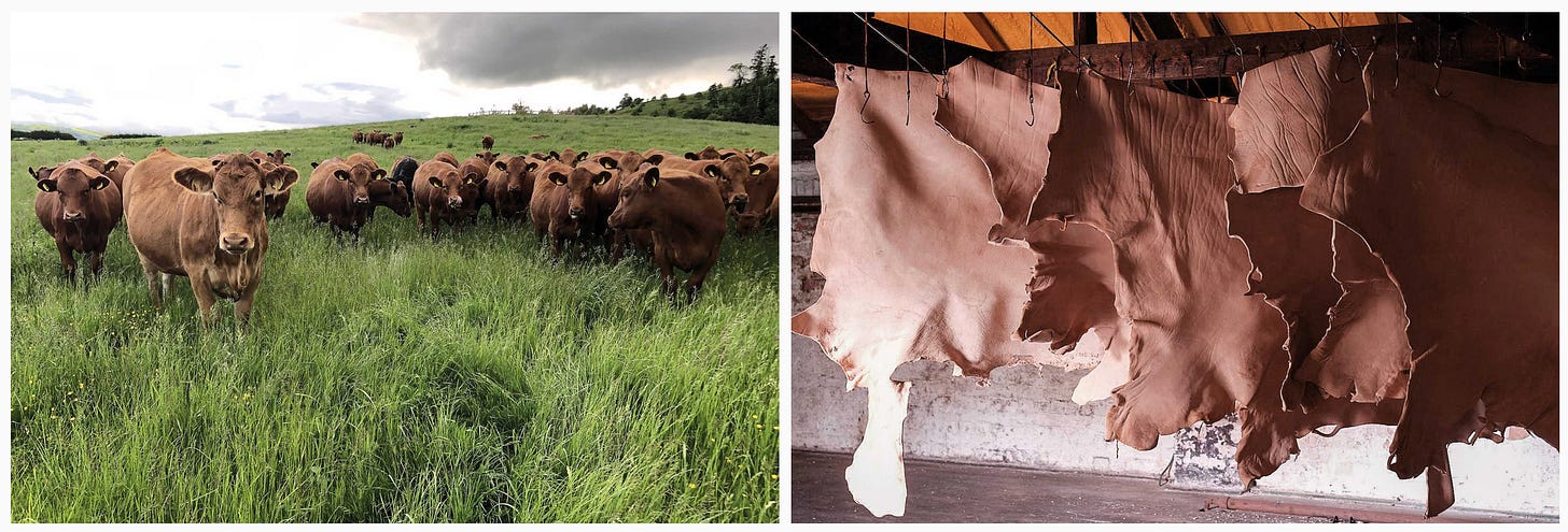 Pasture-fed cattle in a herd at Linley Farm, Shropshire and hides hanging from the ceiling showing the uniqueness of grain with each [Credit: British Pasture Leather].