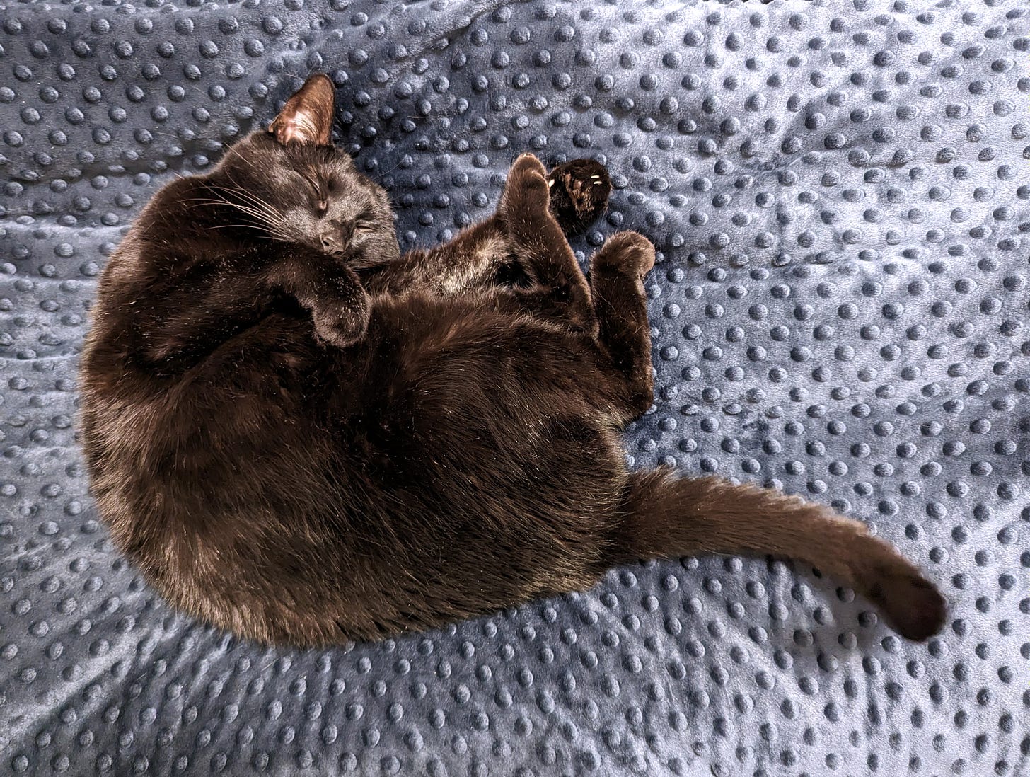 A black cat curls up on a velvety blue blanket with raised dots.