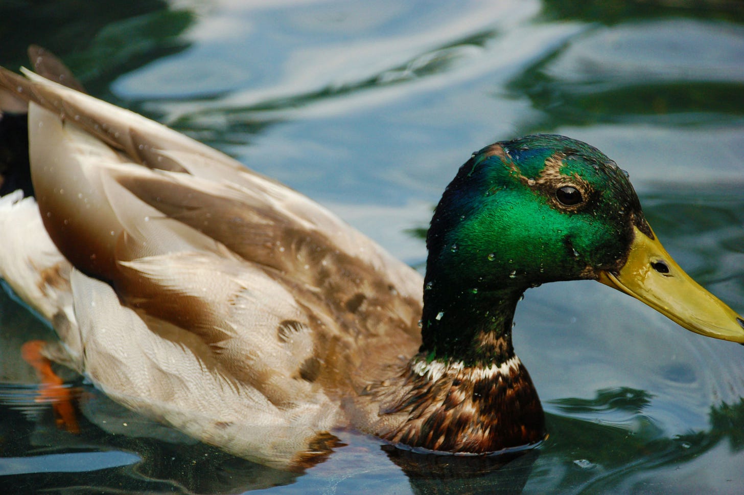 A duck with a green head and a yellow beak swimming in water.