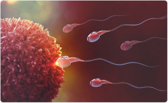 Male Age and Fertility