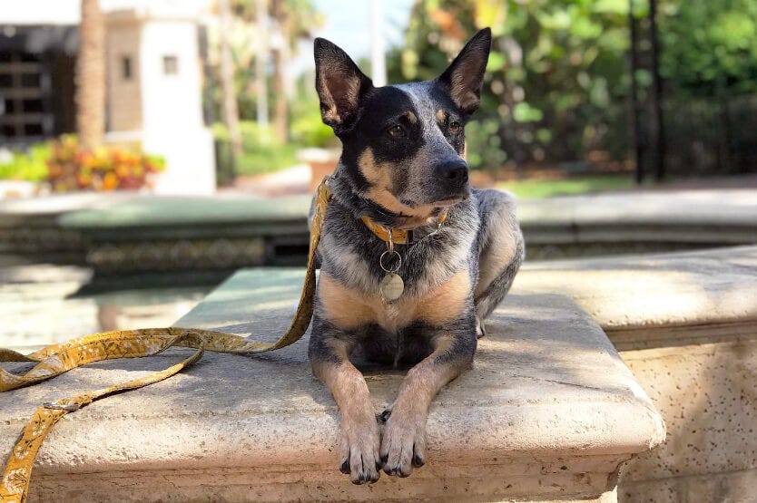 Scout the Australian cattle dog holding a down stay on the edge of a beautiful fountain at The Avenue Viera outdoor mall