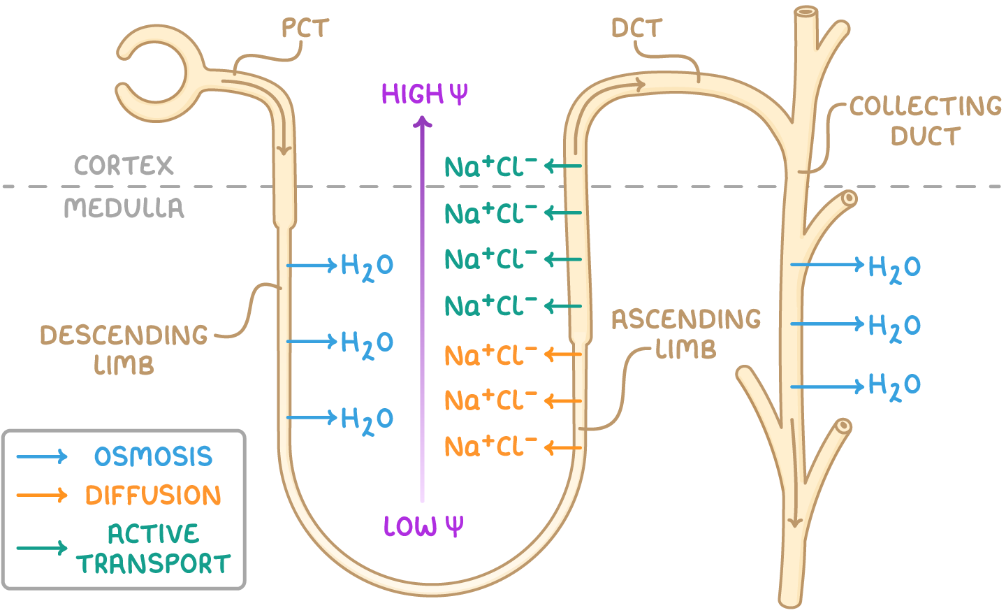 The Loop of Henle Revision notes | A-Level Biology AQA | Cognito