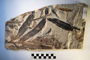 This fossil, preserved roughly 47 million years ago, has a such a strange assortment of features that scientists were unable to find a plant family, living or extinct, to which it might belong.