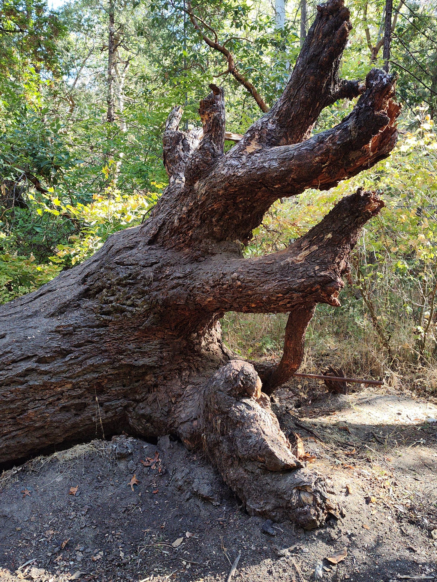 Closeup of root system on stump featured above; effect is that of reaching for the sky.