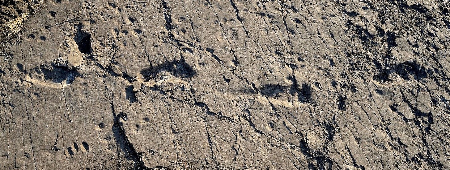 Photo of footprints from Laetoli