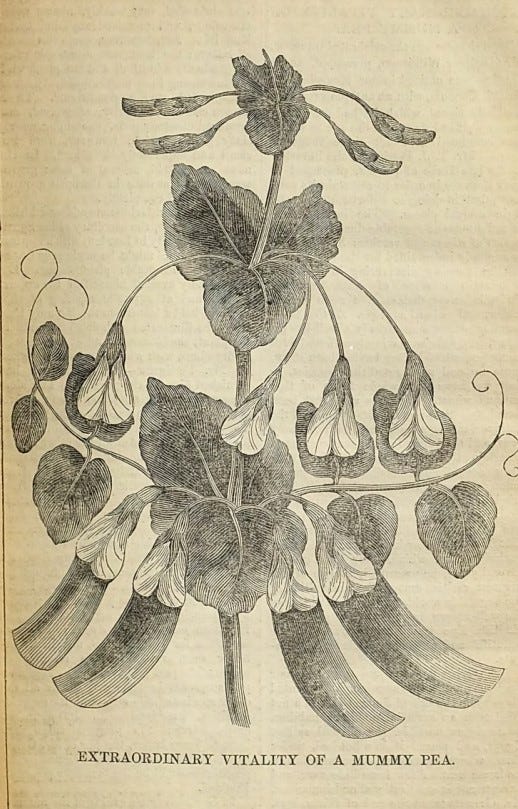 An engraving of a pea plant, with flowers, tendrils and pods.