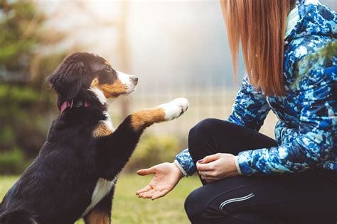 The 8 Best Online Dog Training Courses of 2020