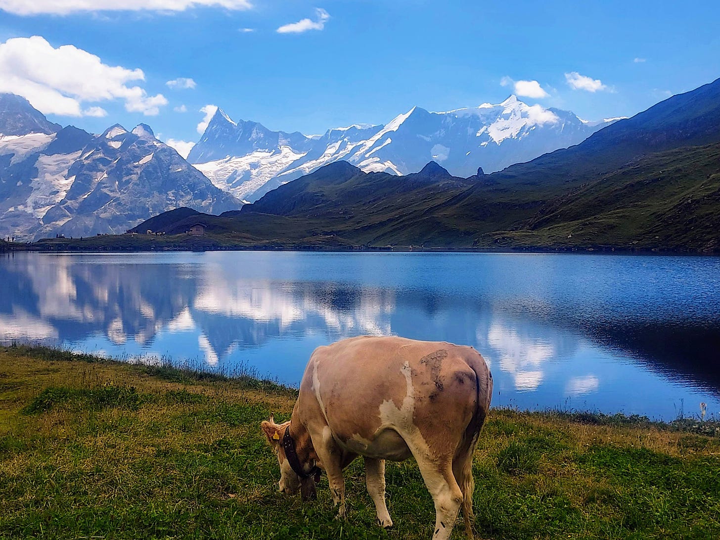 A brown cow grazes near a lake reflecting blue sky and distant mountains.