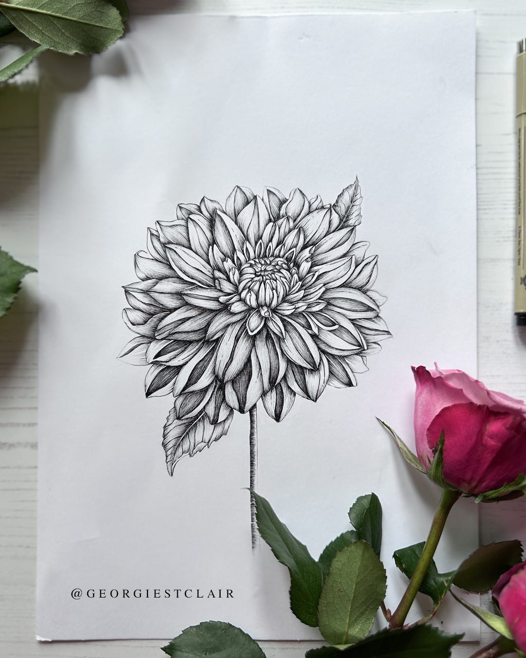 Dahlia fineline pen and ink illustration by Georgie St Clair