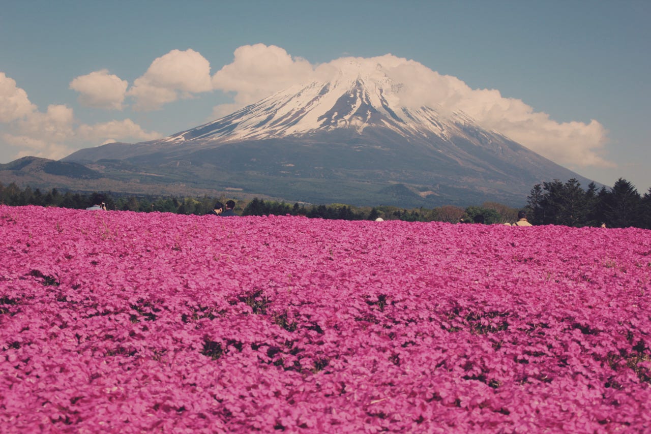 Sea of petals: Fuji and the moss phlox.
I’m now also on Twitter 🐦