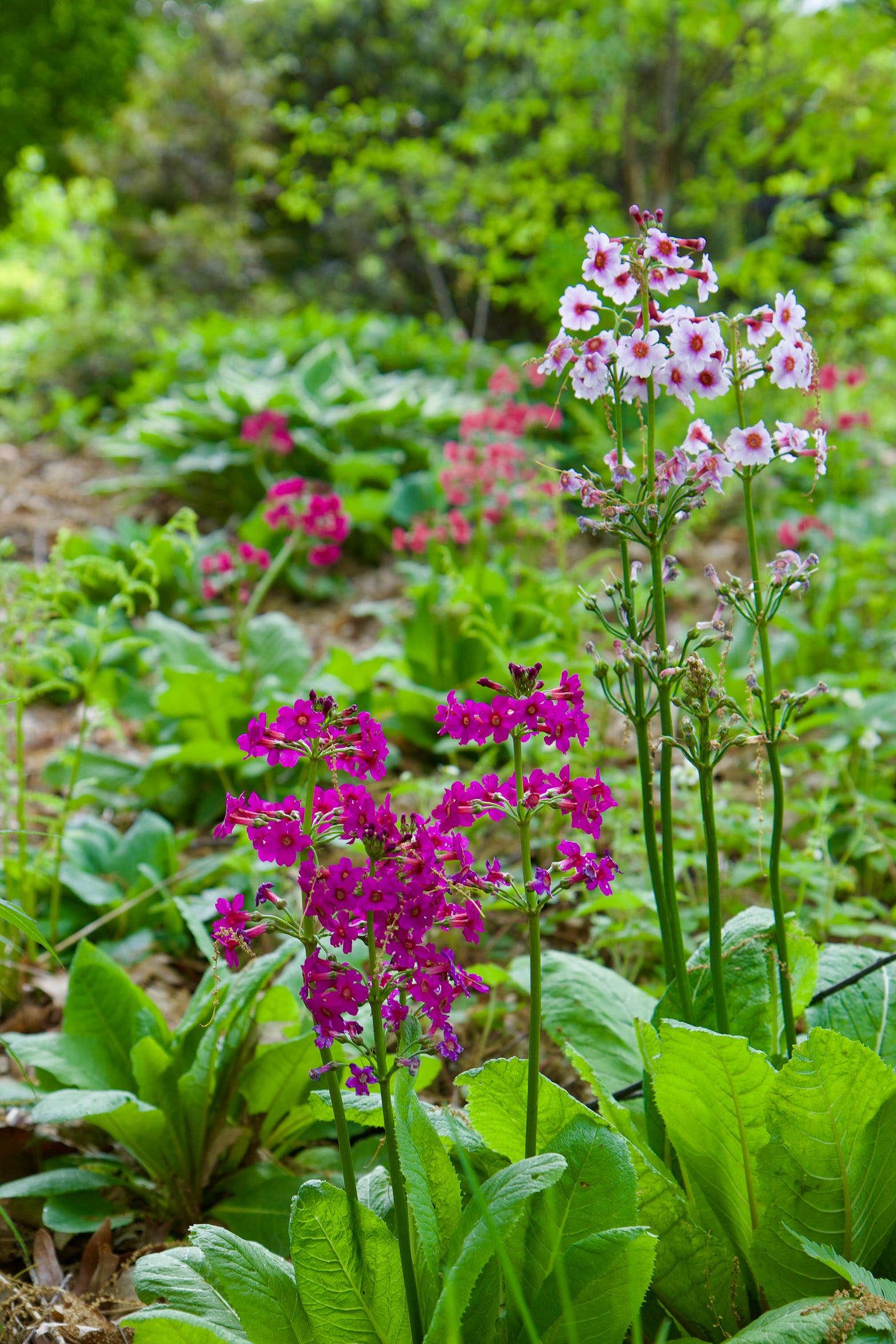 One of the dampest areas in the garden, the Primrose path is full of Candelabra primula. I’ve been working on collecting quite a few colors in the past 6 years and they are reseeding quite nicely in this damp, mucky soil. 
