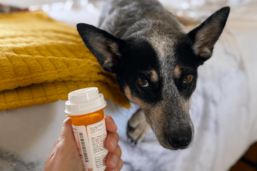 Scout the Australian cattle dog lies on a bed on top of a white comforter. In the foreground her owner holds up an orange pill bottle.