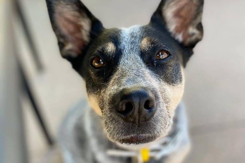 Scout the blue heeler sitting on a coffee shop patio in Melbourne, Florida