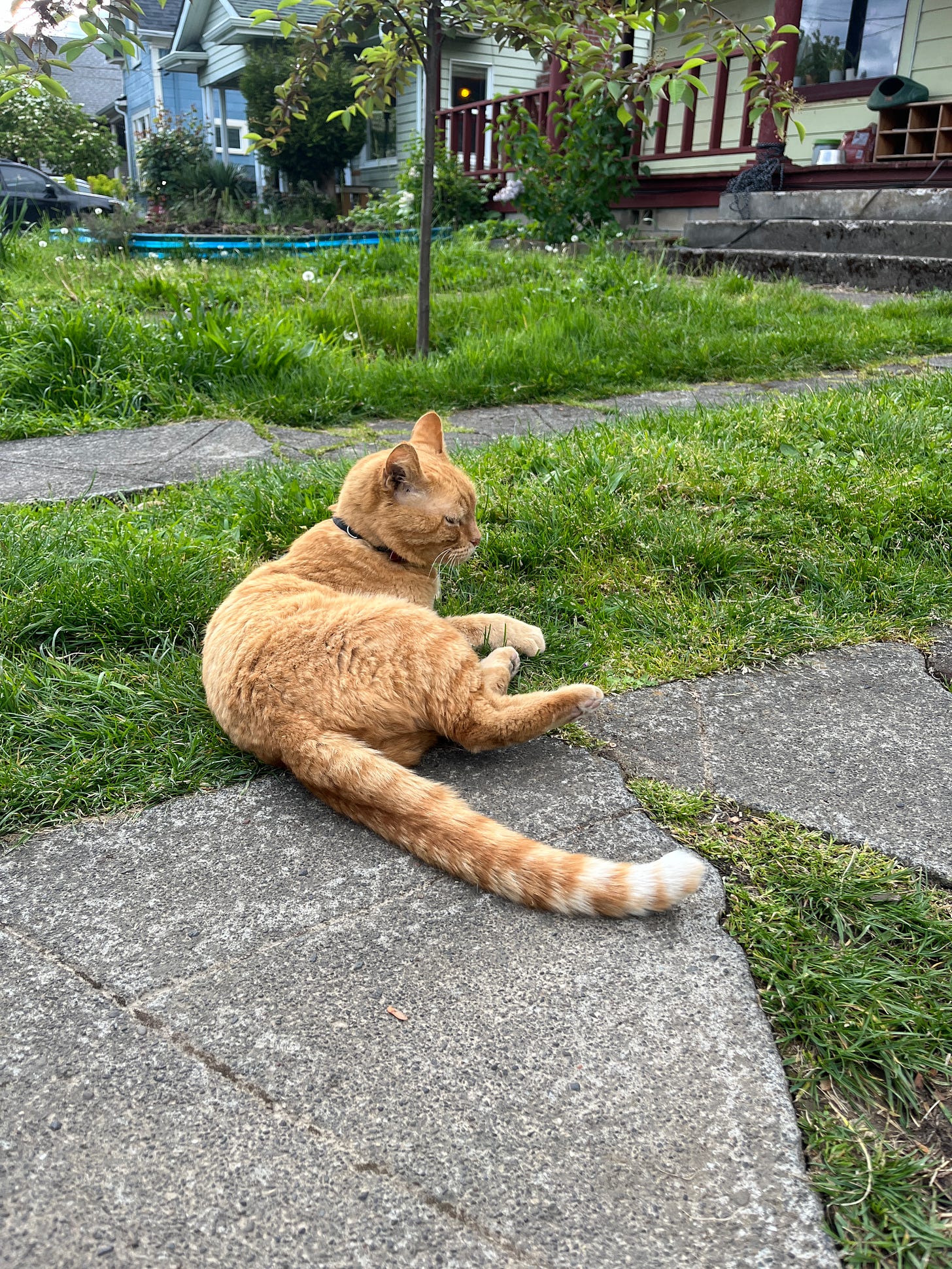 An orange cat on stone steps.