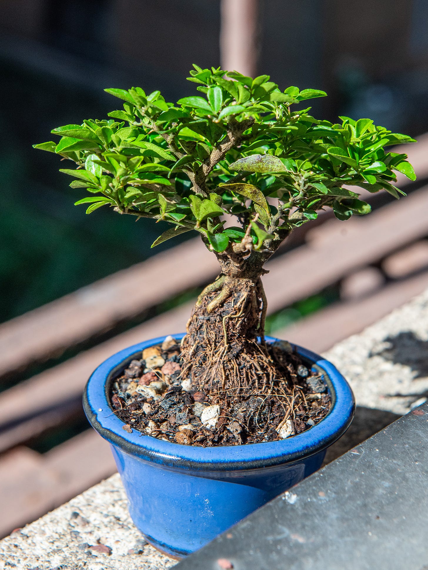 ID: Triphasia trifolia mame bonsai