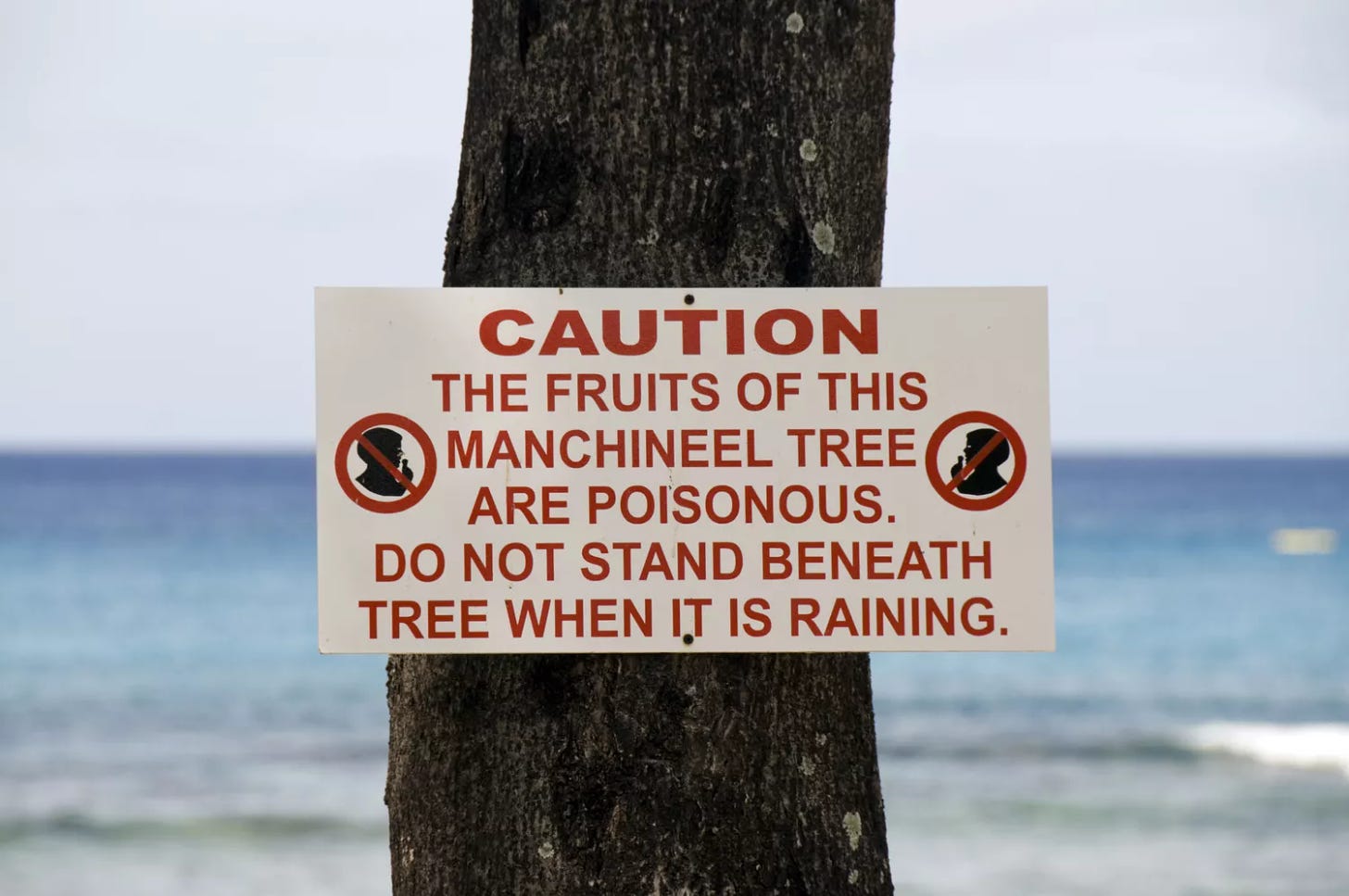 Close-up of caution sign on manchineel tree with ocean background